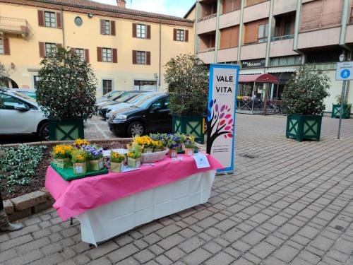 gazebo-viole-2022-carmagnola-